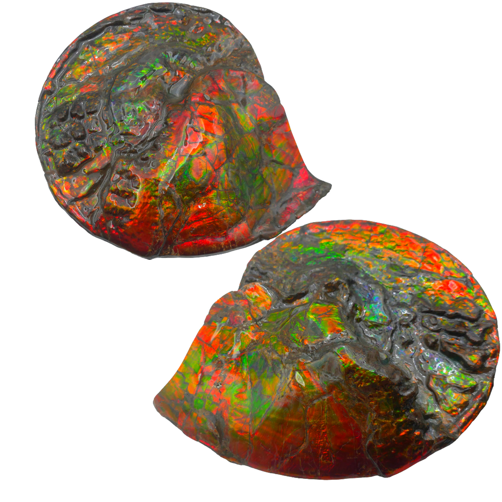 CANADIAN AMMONITE