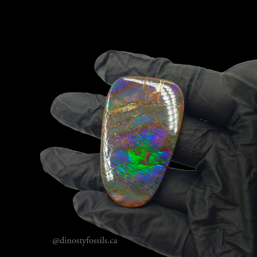NATURAL AMMOLITE FREEFORM