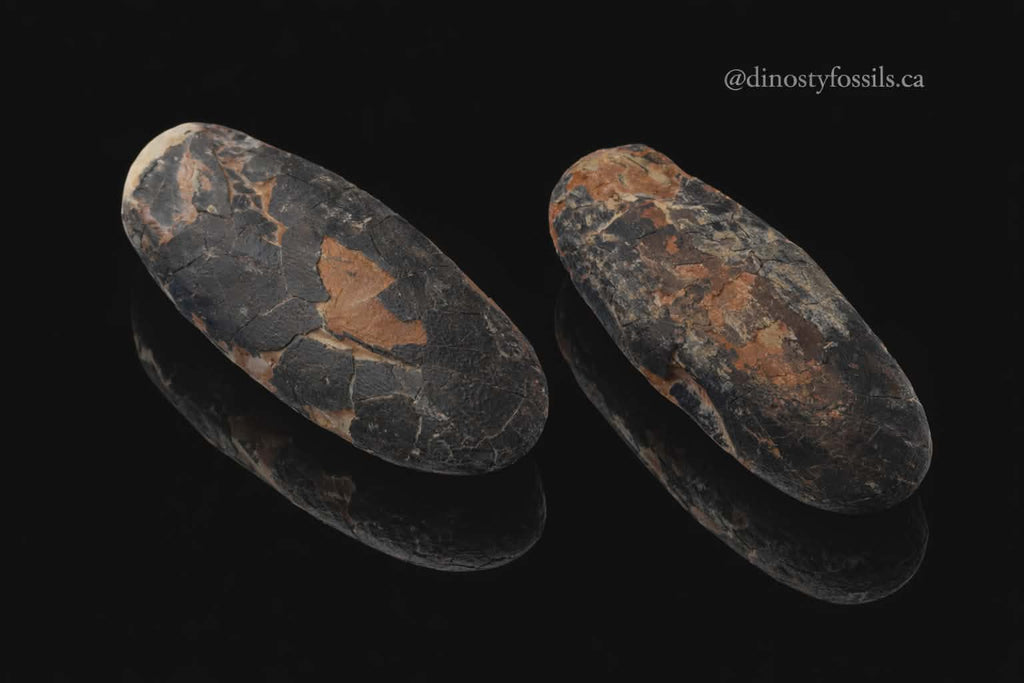 OVIRAPTOR EGG (EX-MUSUEM)