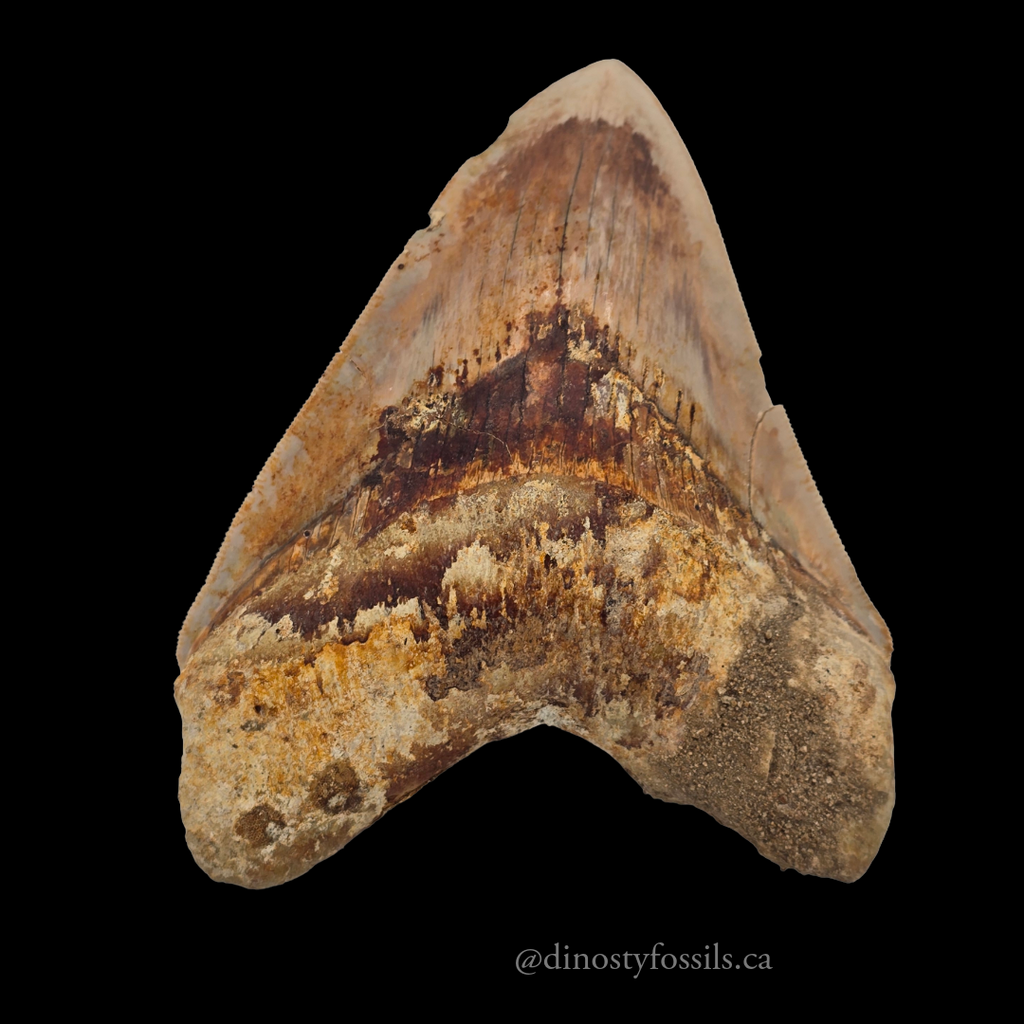 MEGLADON TOOTH