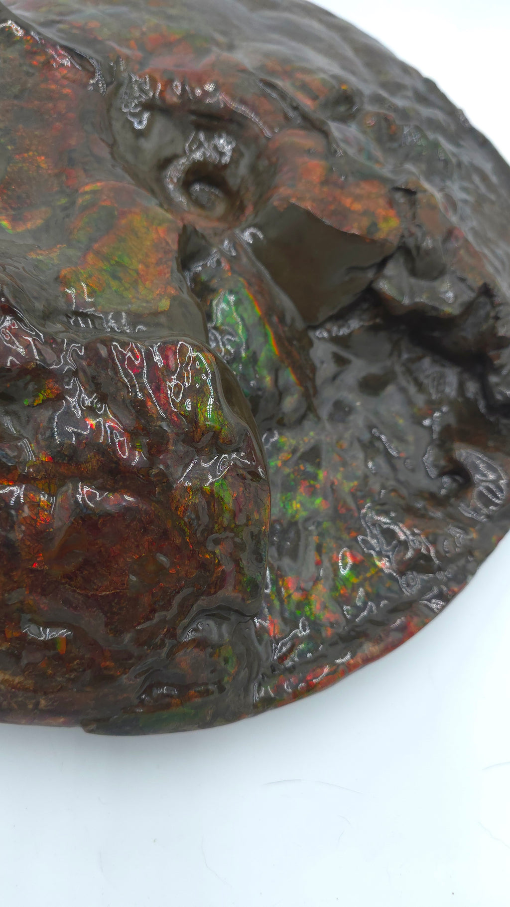 CANADIAN AMMONITE