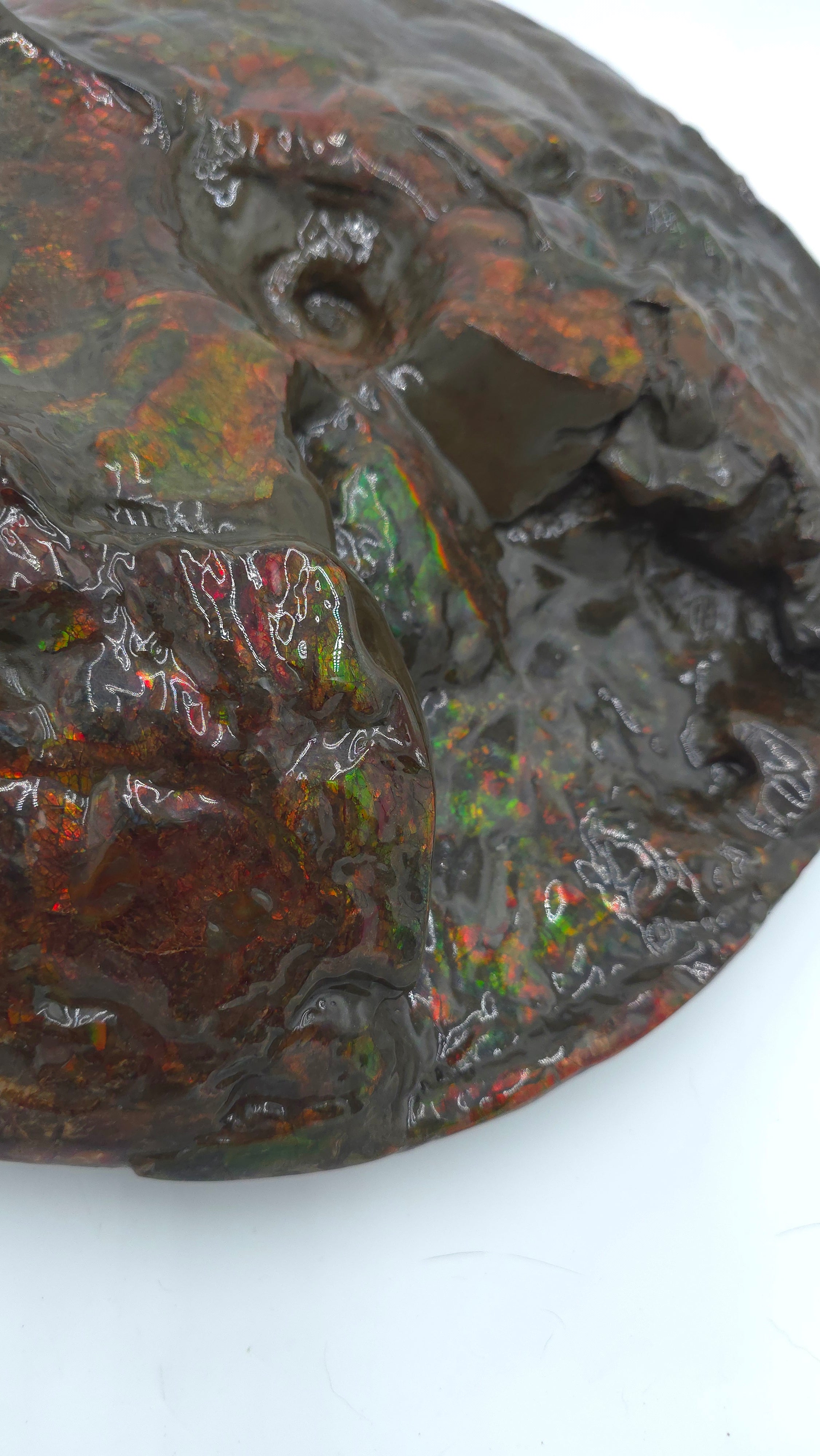 CANADIAN AMMONITE