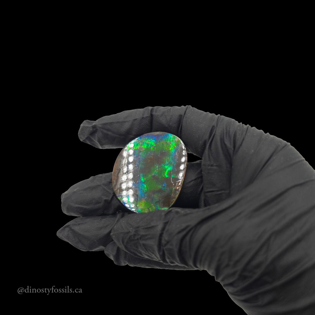 NATURAL AMMOLITE FREEFORM