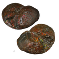 CANADIAN AMMONITE