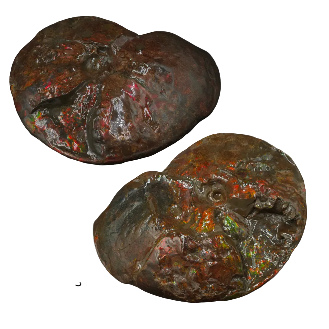 CANADIAN AMMONITE