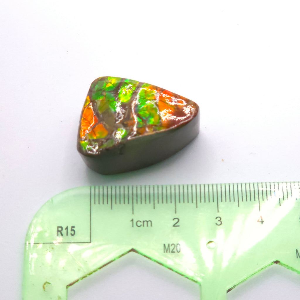 Freeform  Ammolite Gemstone