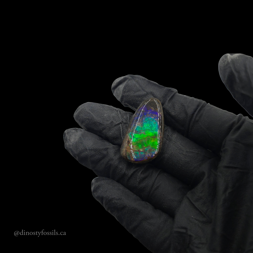 COATED AMMOLITE FREEFORM