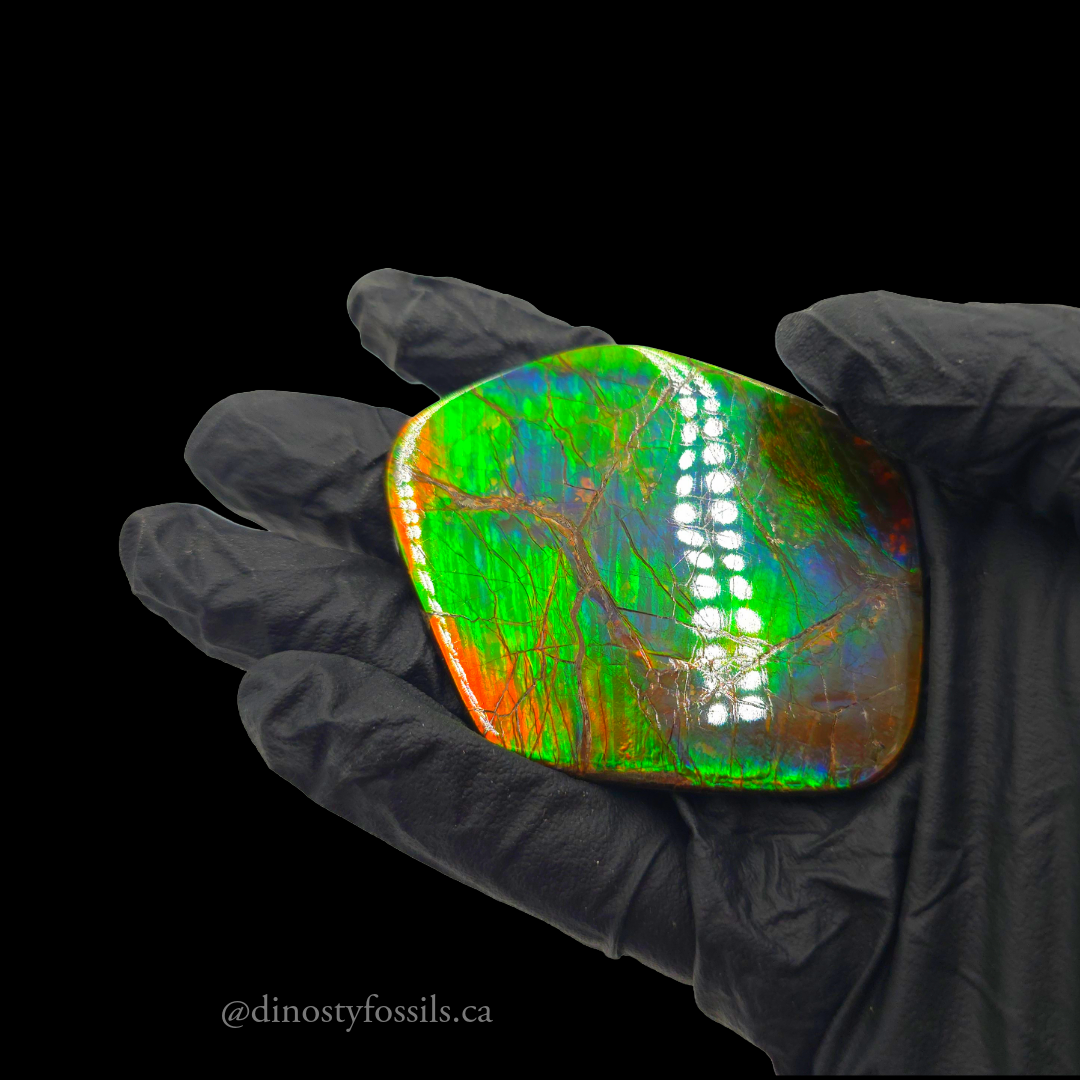 NATURAL AMMOLITE FREEFORM