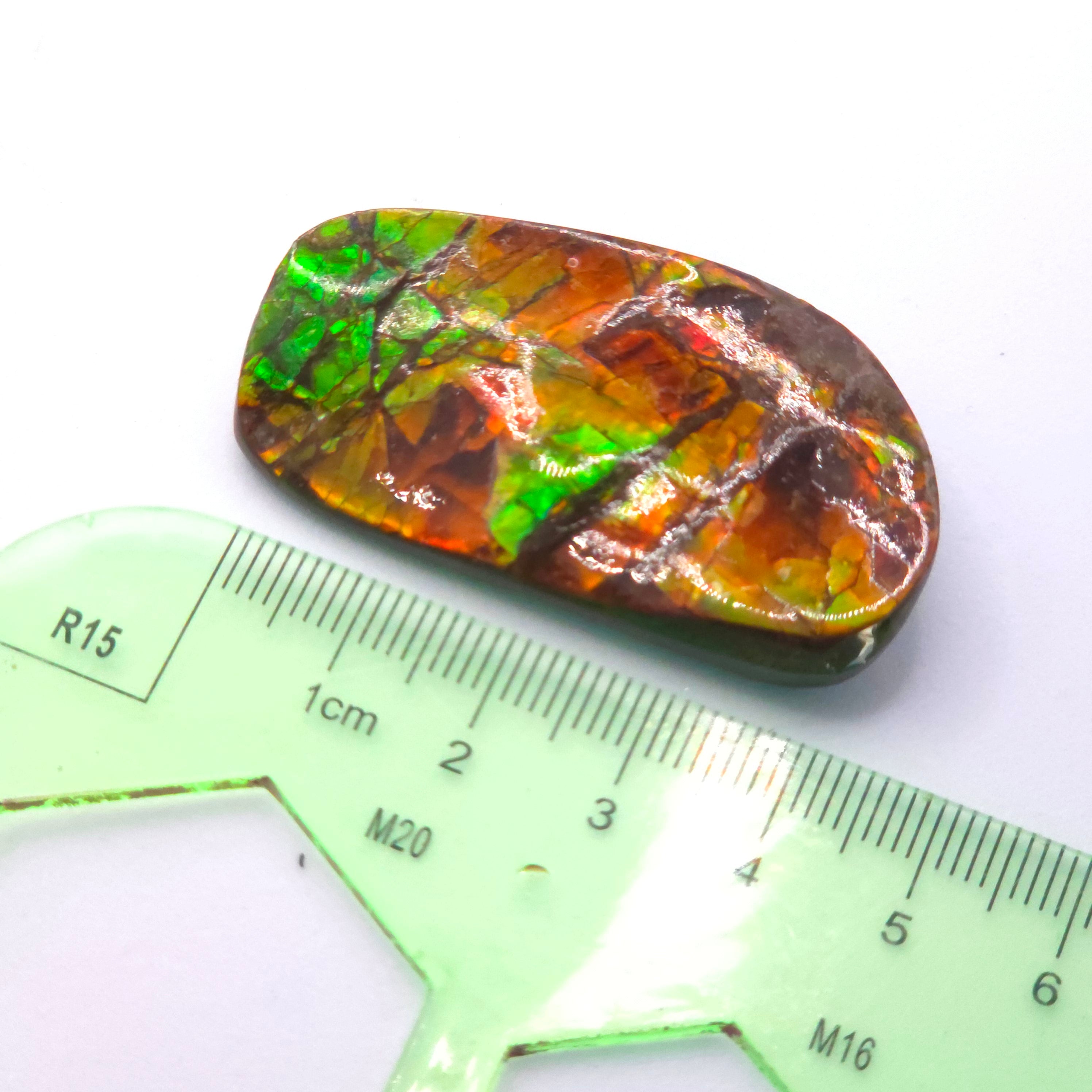 Freeform  Ammolite Gemstone