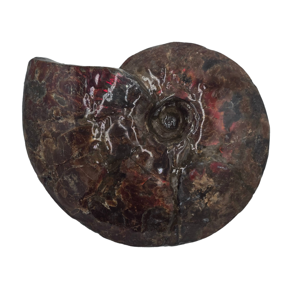 CANADIAN AMMONITE