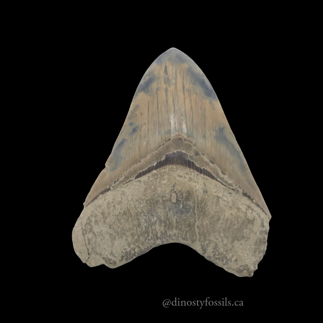MEGLADON TOOTH