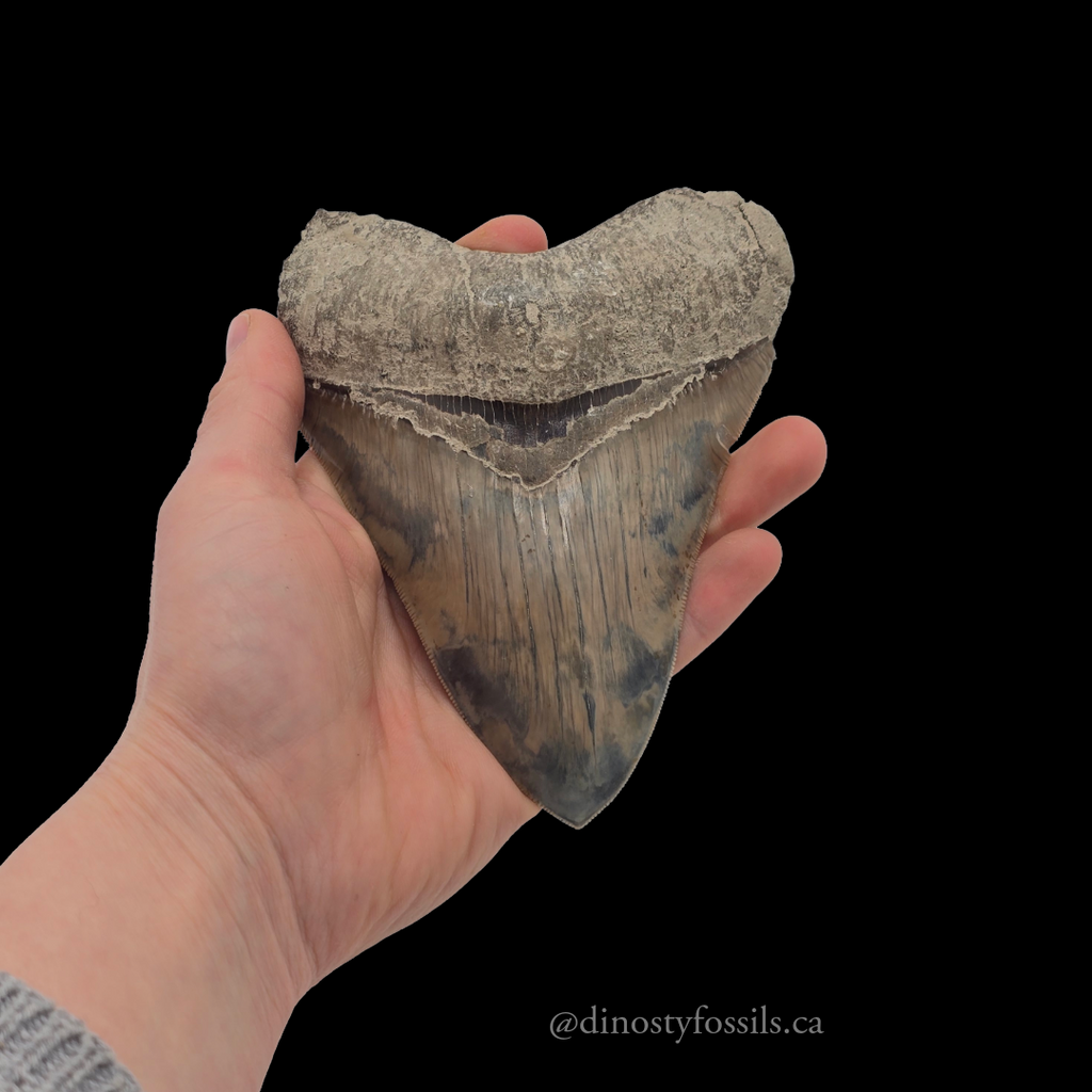 MEGLADON TOOTH