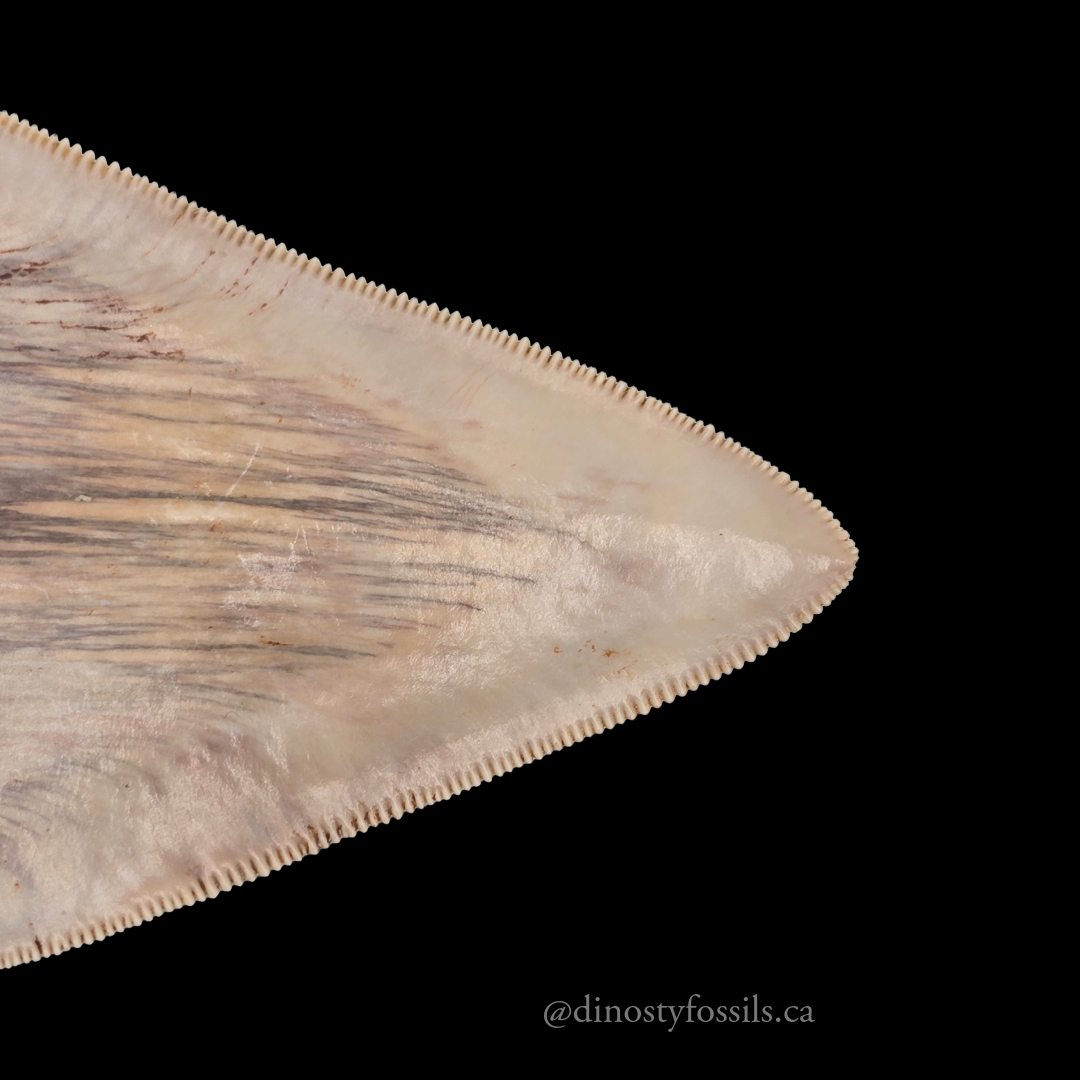 MEGLADON TOOTH