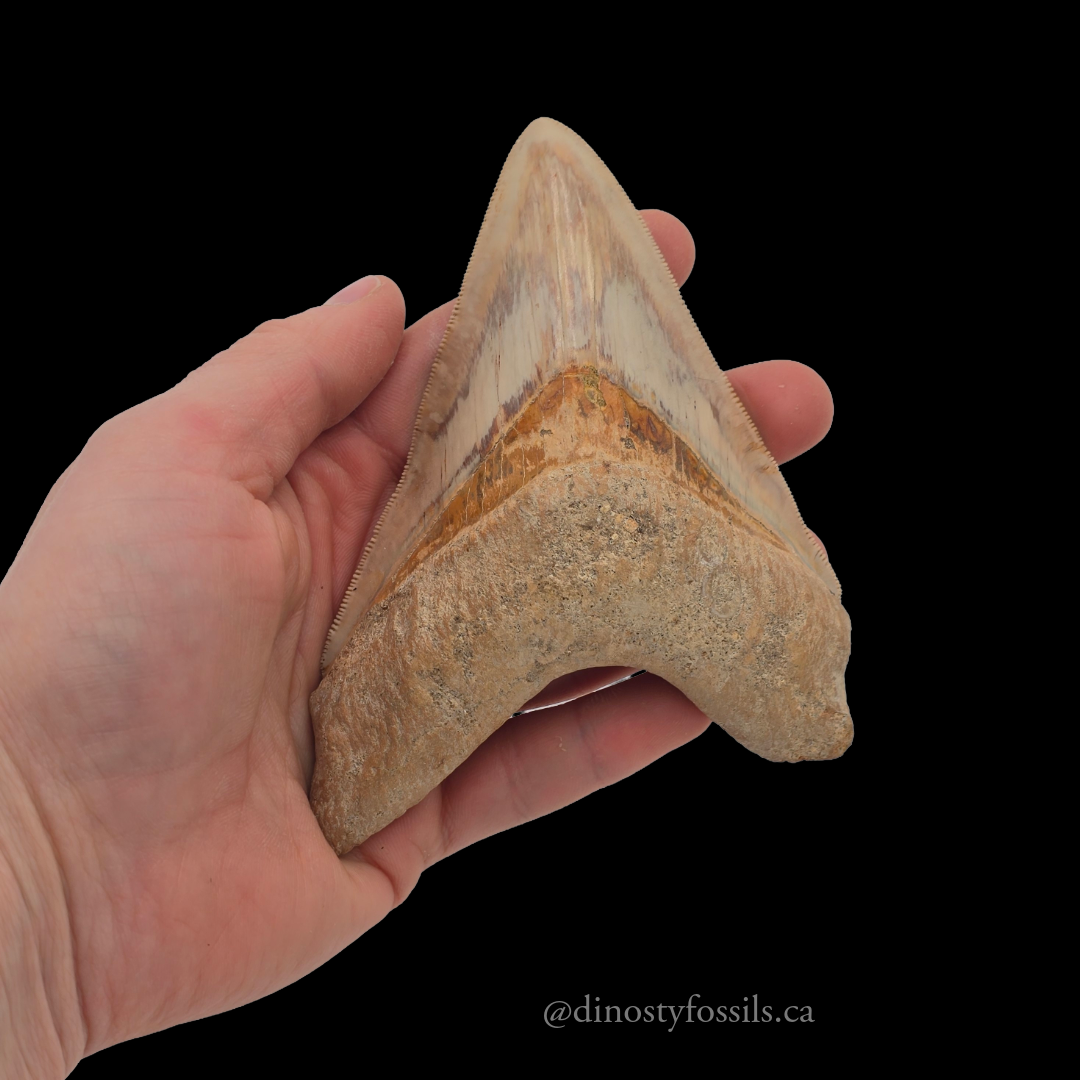 MEGLADON TOOTH
