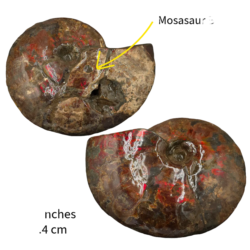 CANADIAN AMMONITE