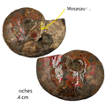 CANADIAN AMMONITE