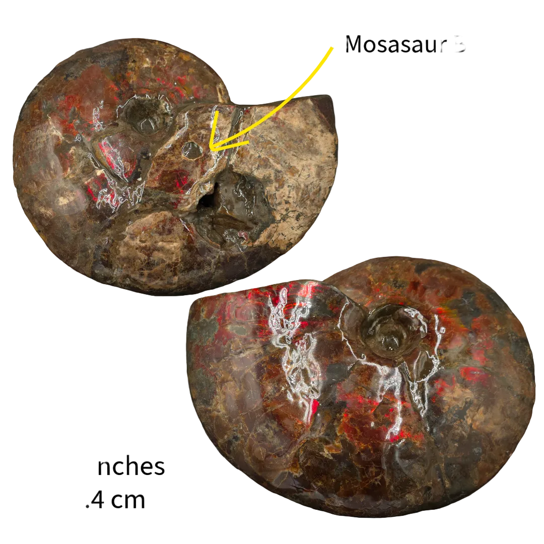 CANADIAN AMMONITE