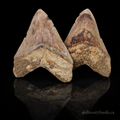MEGLADON TOOTH