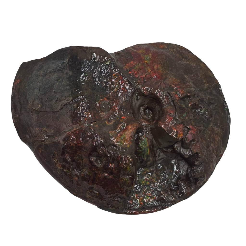 CANADIAN AMMONITE