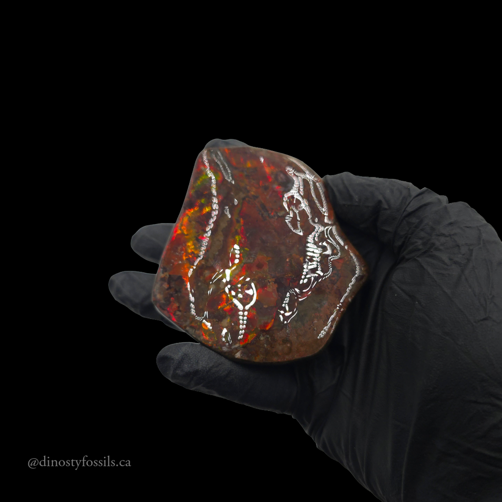 AMMOLITE HAND SAMPLE