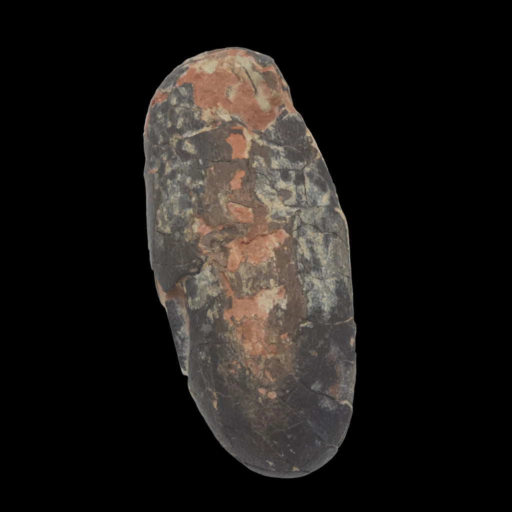 OVIRAPTOR EGG (EX-MUSUEM)