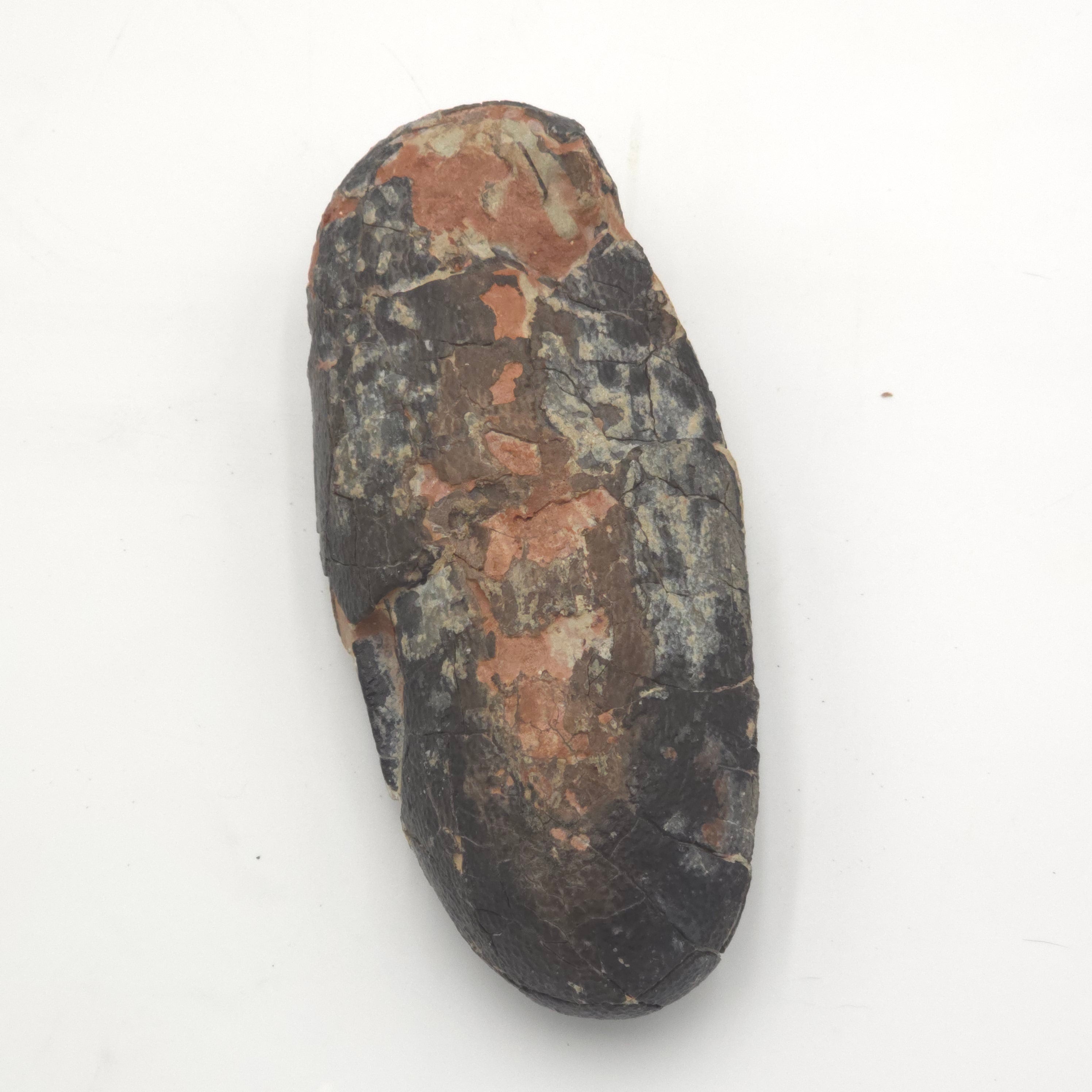 OVIRAPTOR EGG (EX-MUSUEM)