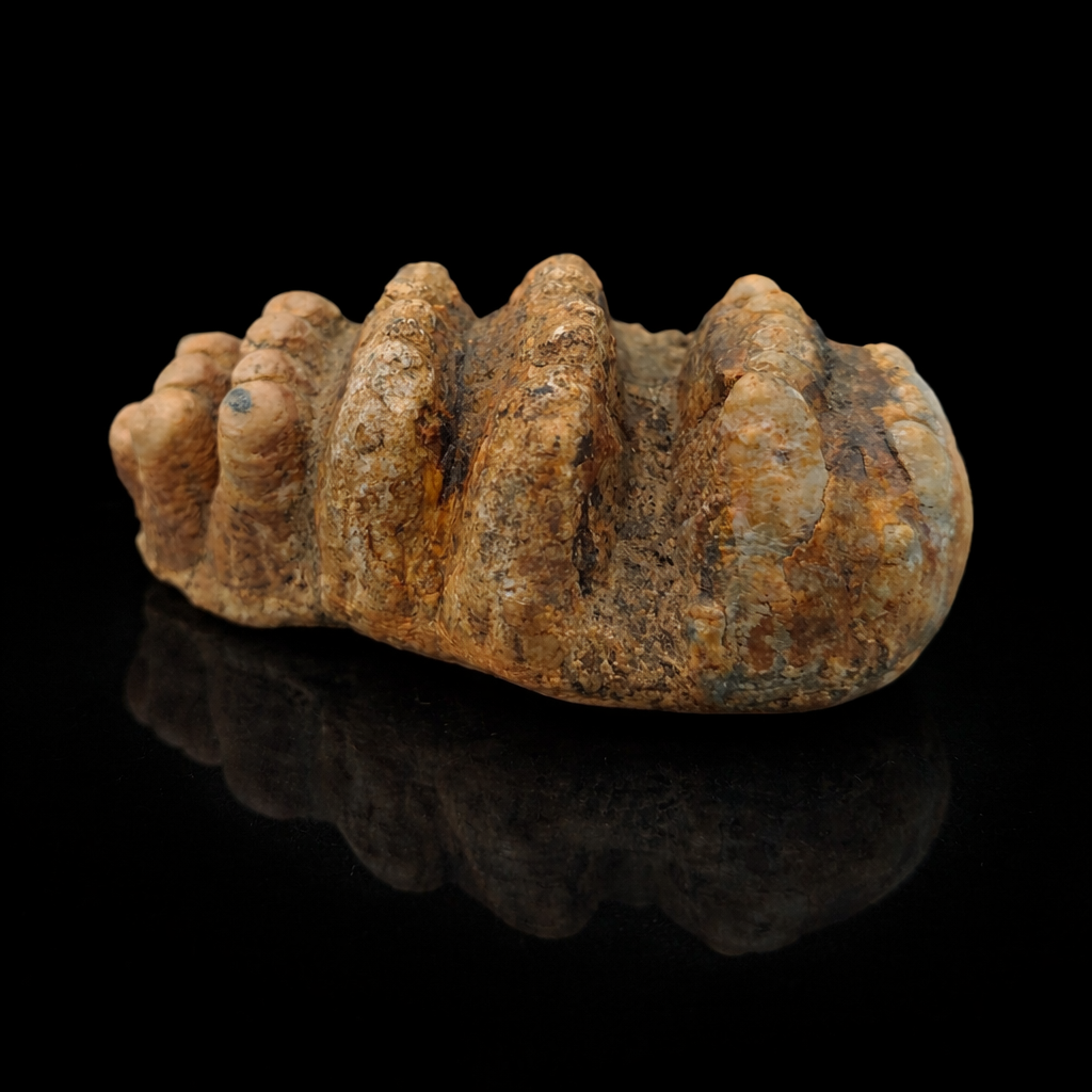 STEGADON TOOTH