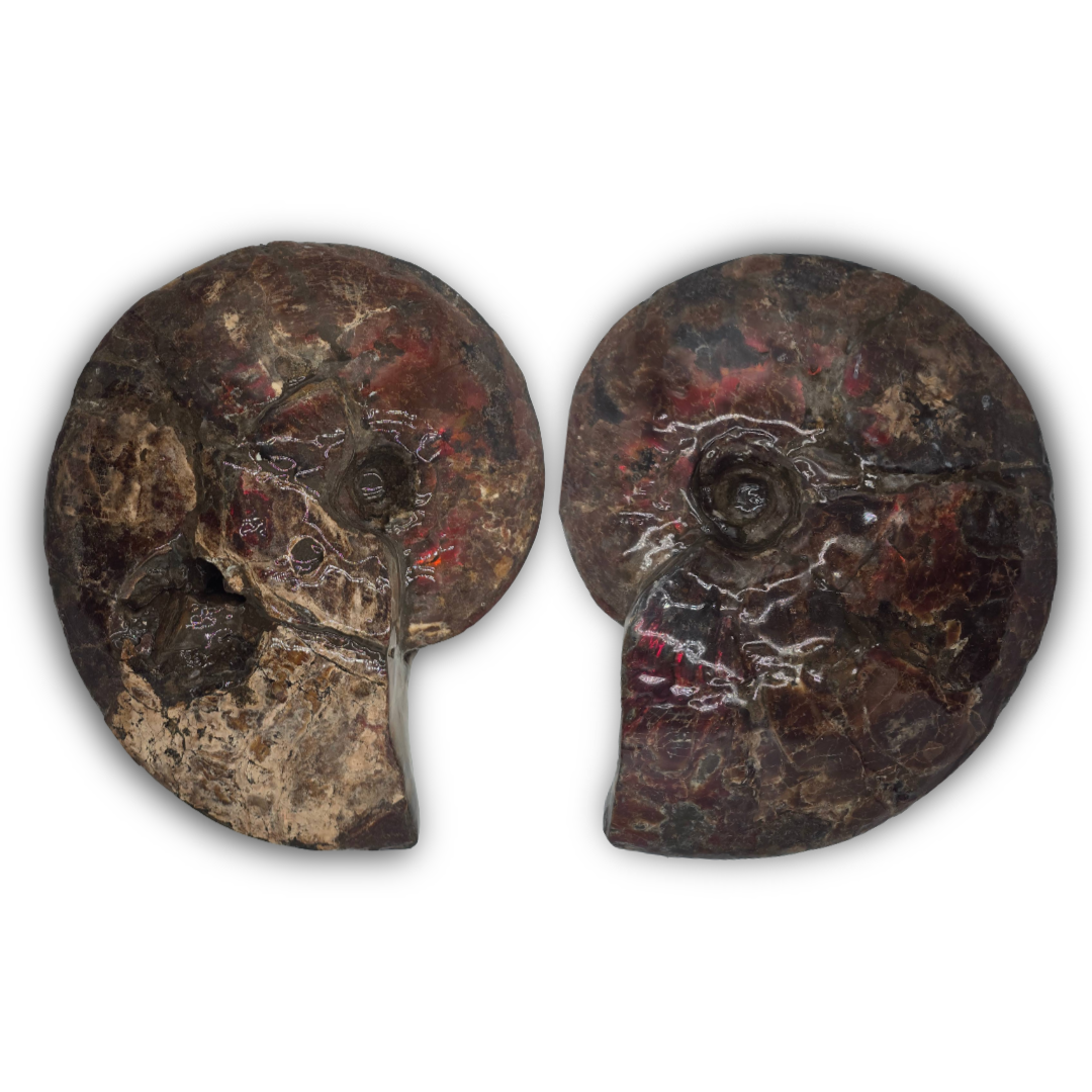CANADIAN AMMONITE