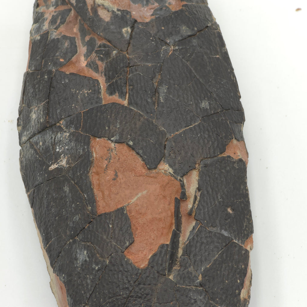 OVIRAPTOR EGG (EX-MUSUEM)