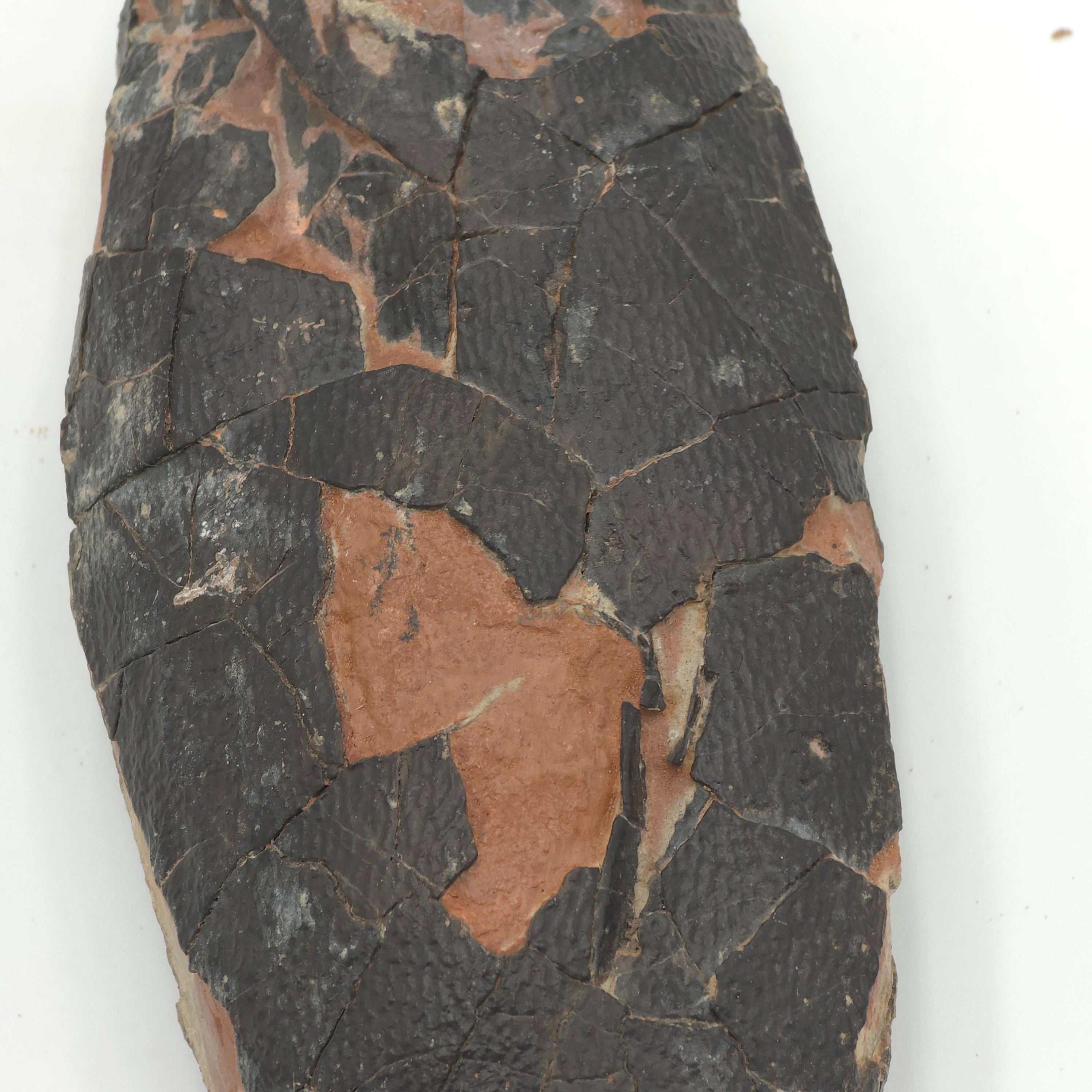 OVIRAPTOR EGG (EX-MUSUEM)