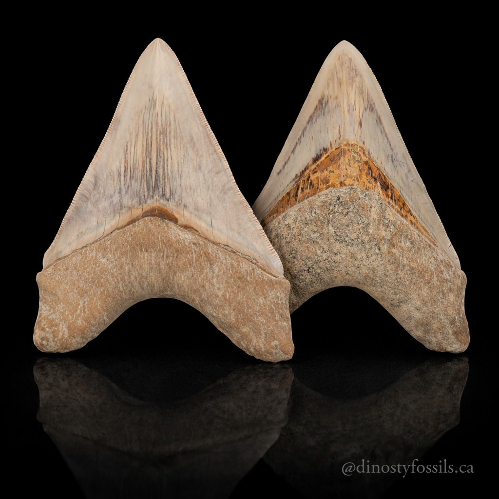 MEGLADON TOOTH