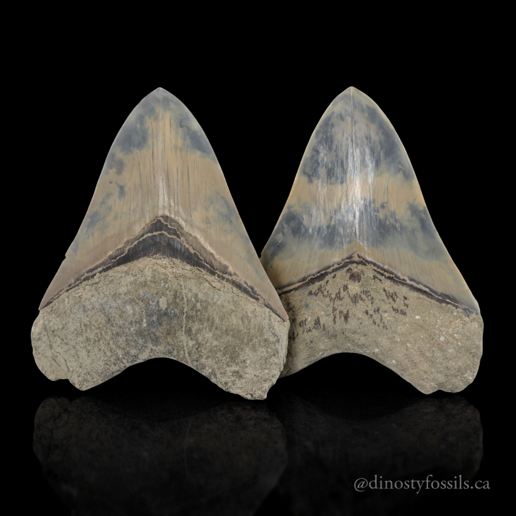 MEGLADON TOOTH