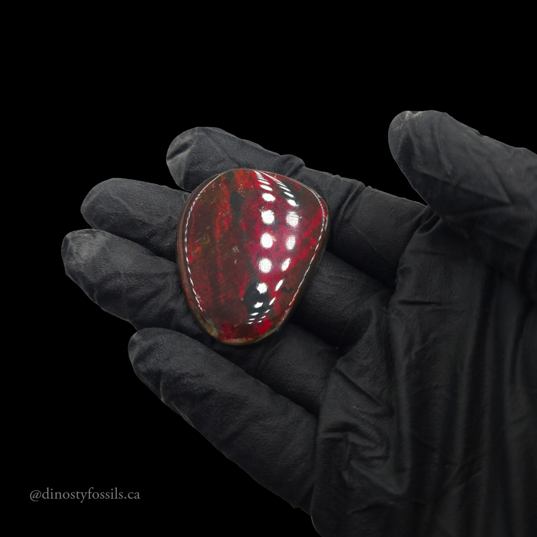 COATED AMMOLITE FREEFORM