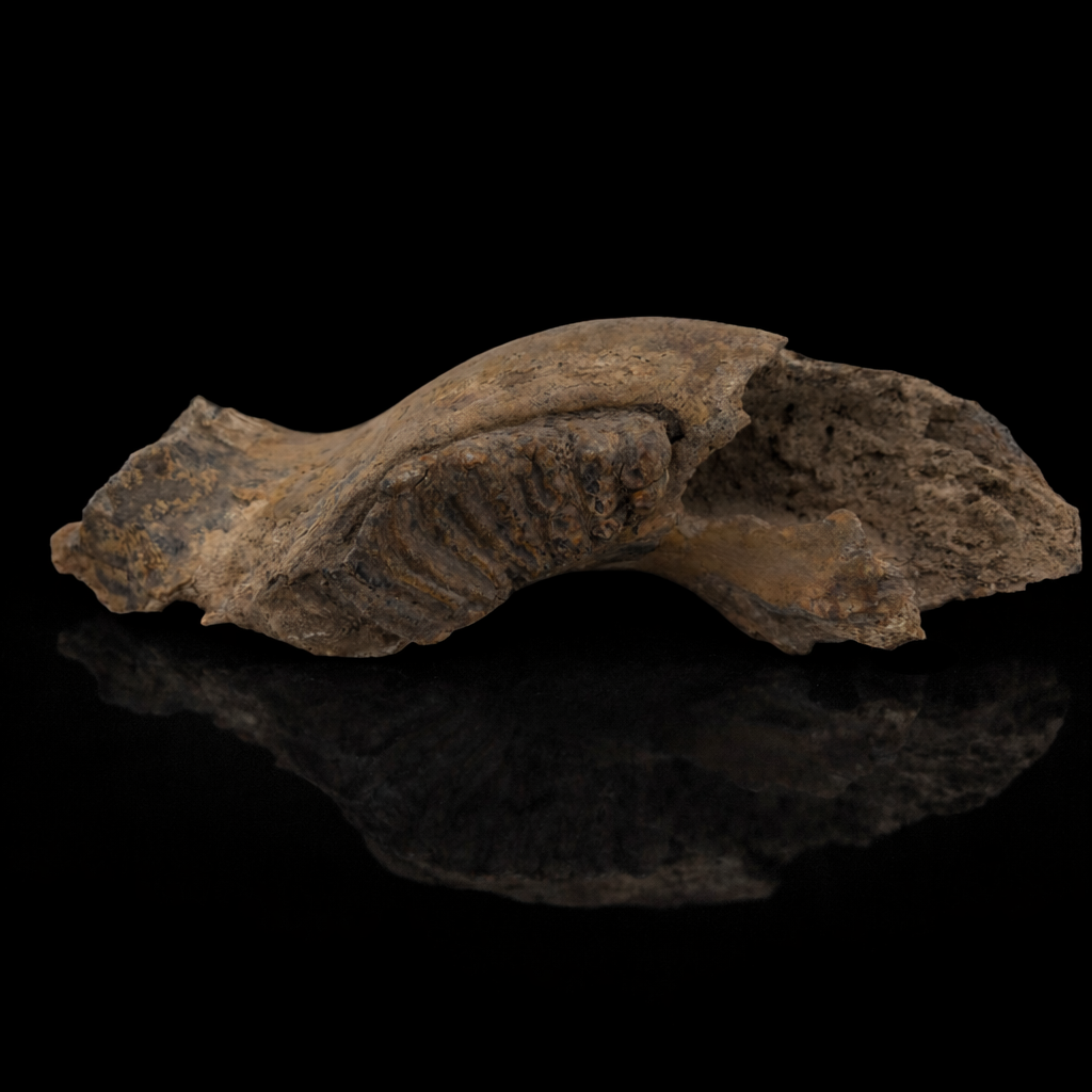 STEGADON JAW