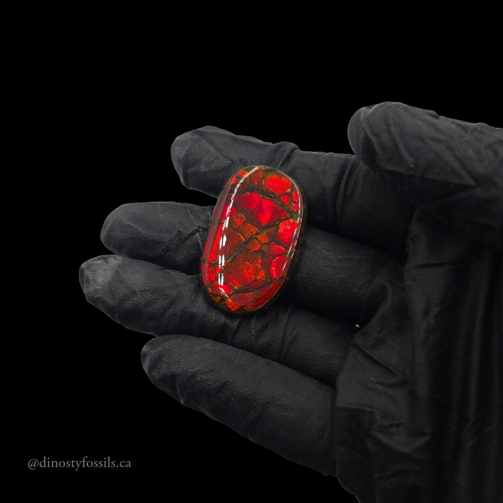 COATED AMMOLITE FREEFORM