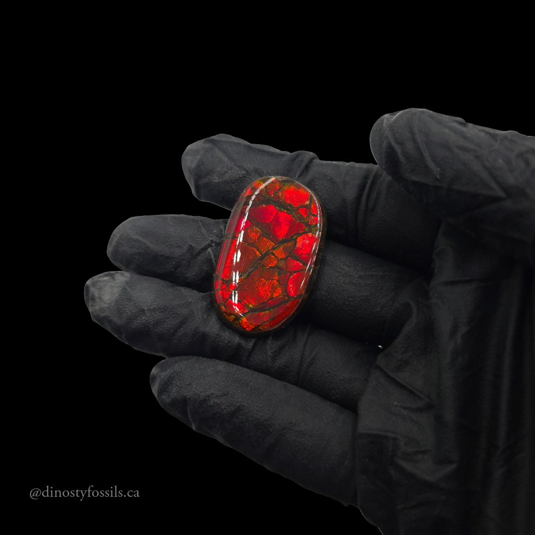 COATED AMMOLITE FREEFORM