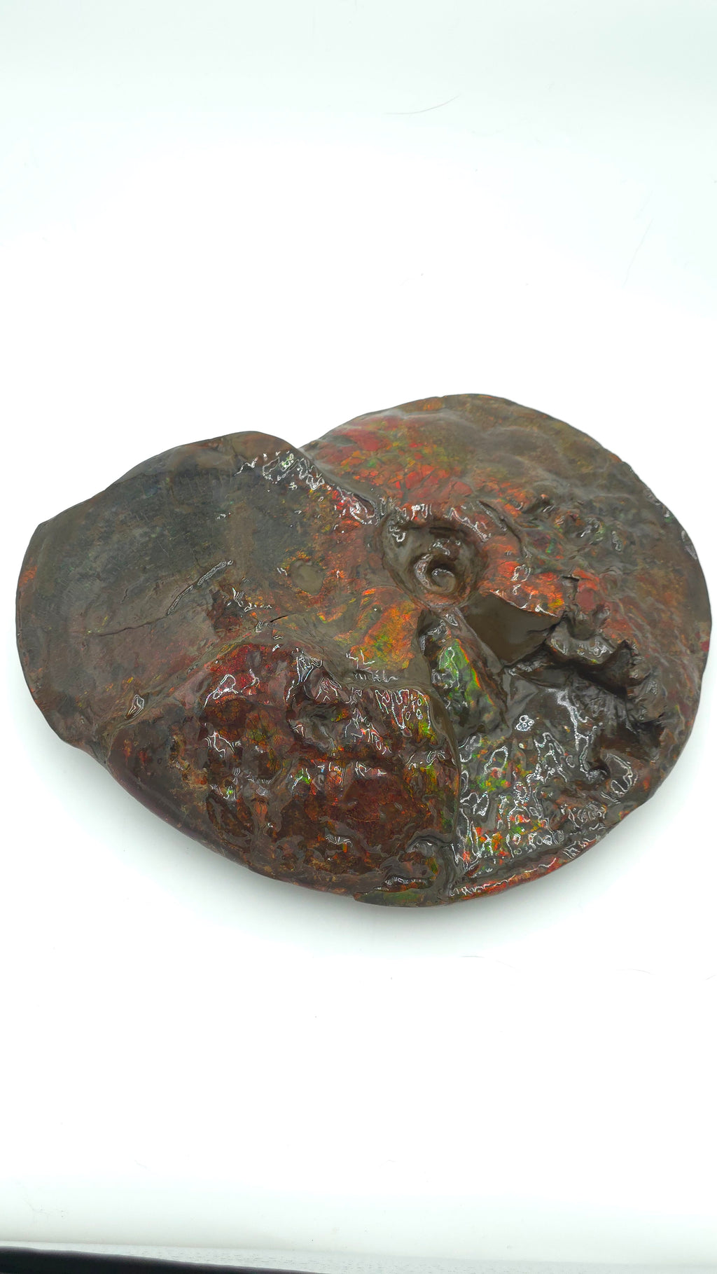 CANADIAN AMMONITE