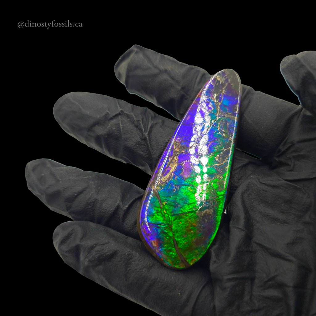 NATURAL AMMOLITE FREEFORM