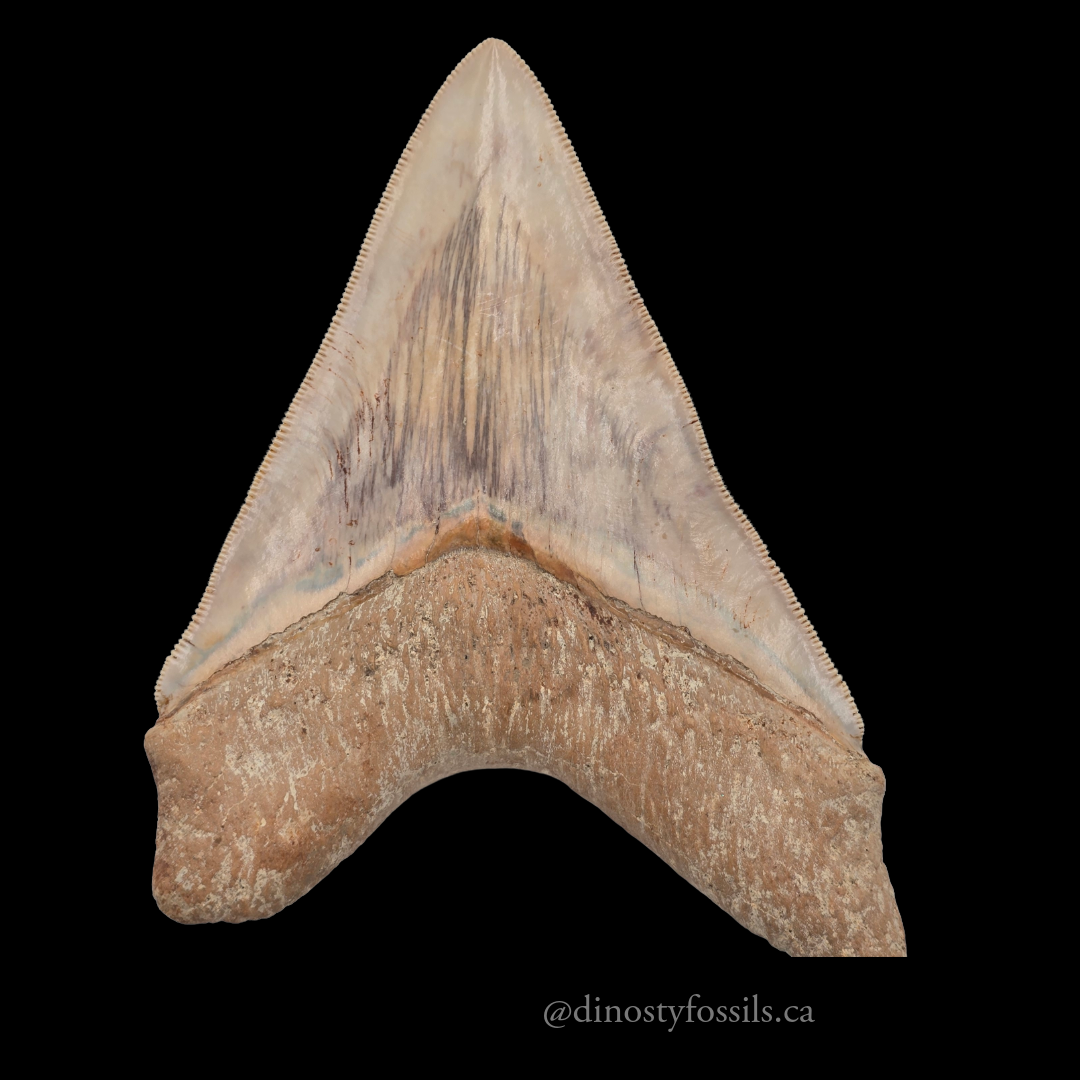 MEGLADON TOOTH