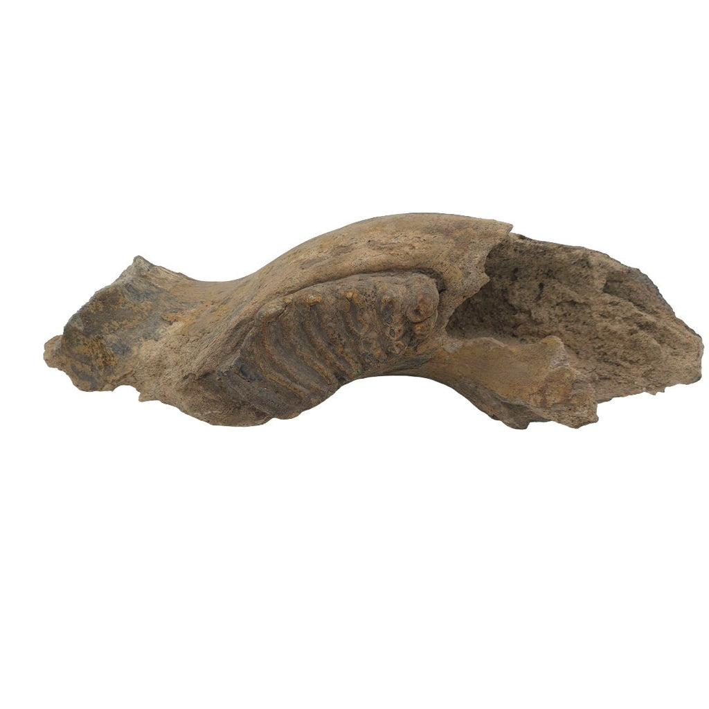STEGADON JAW