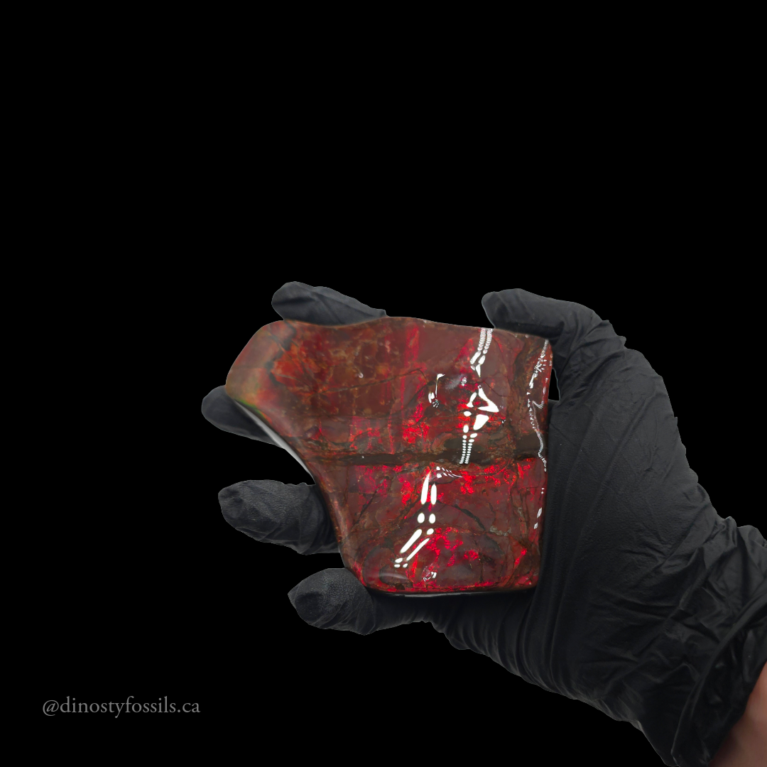 AMMOLITE HAND SAMPLE