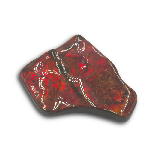 AMMOLITE HAND SAMPLE