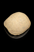 Prehistoric Turtle