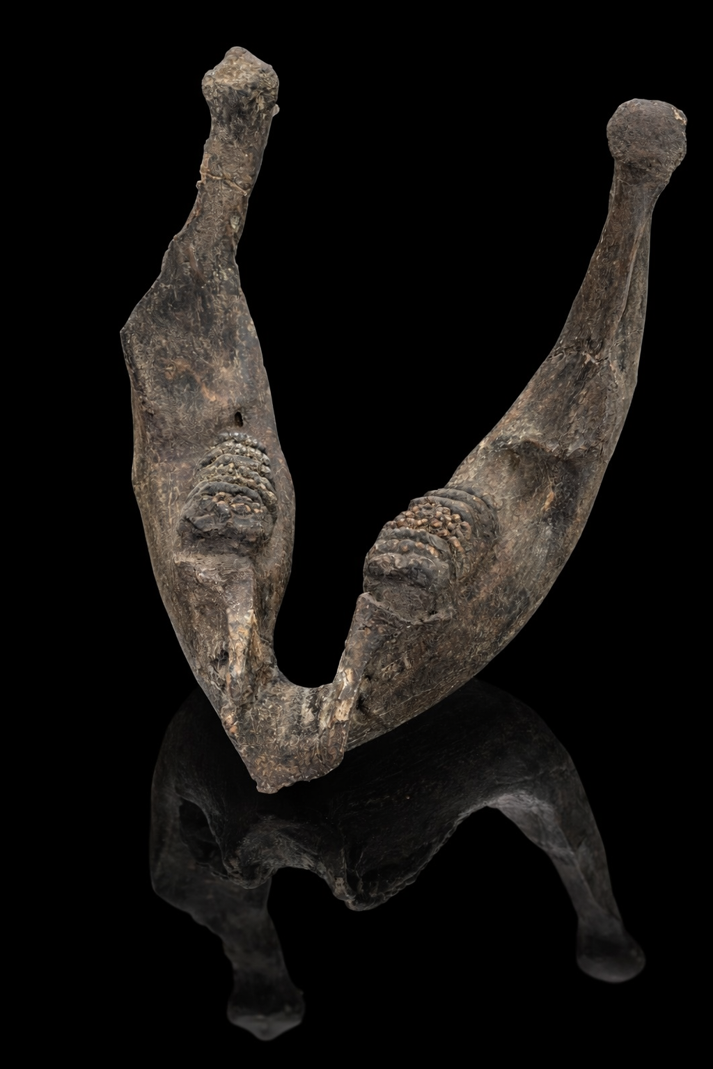 Stegadon Jaw