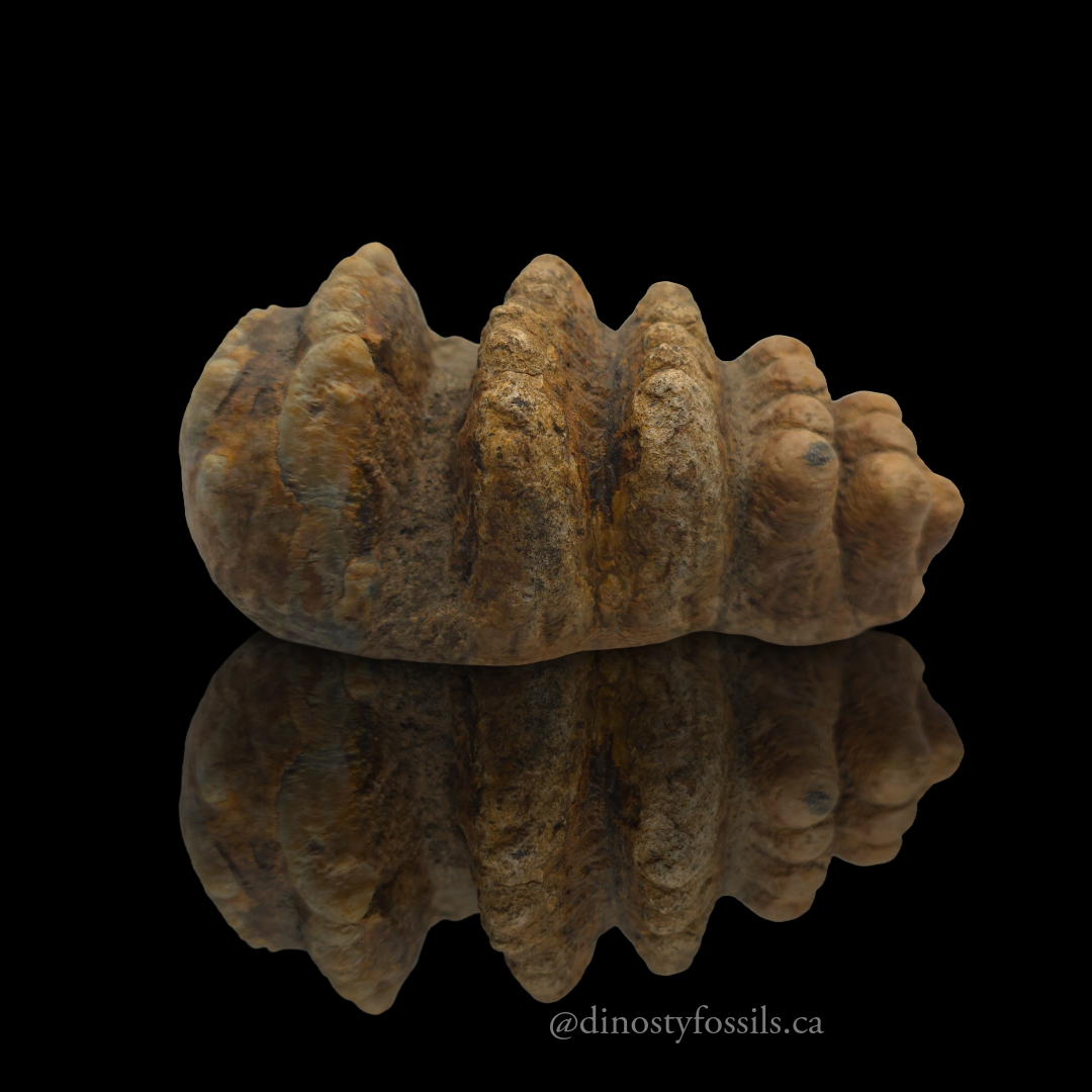 STEGADON TOOTH