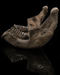 Stegadon Jaw