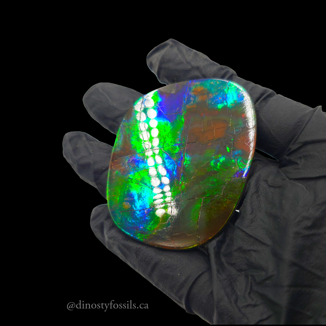 NATURAL AMMOLITE FREEFORM