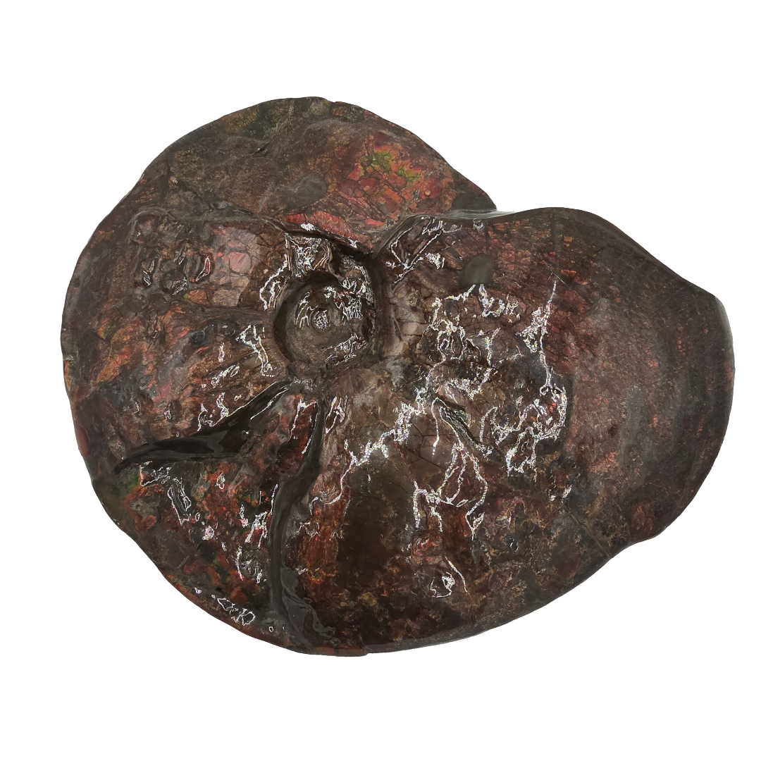 CANADIAN AMMONITE