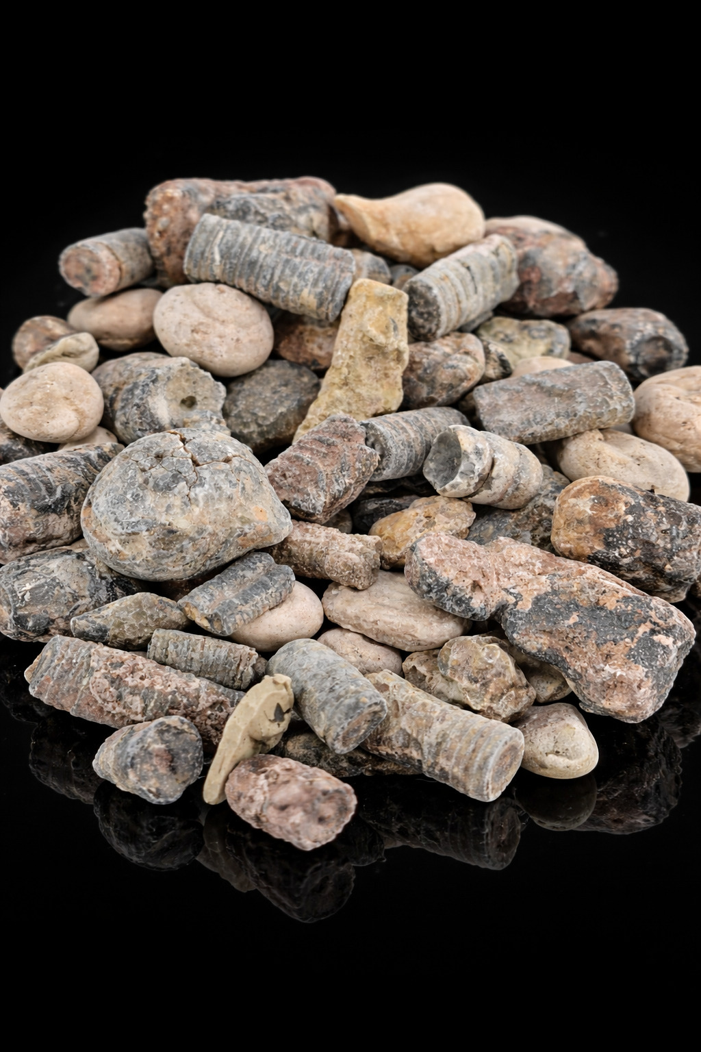 Ocean Fossil Mix