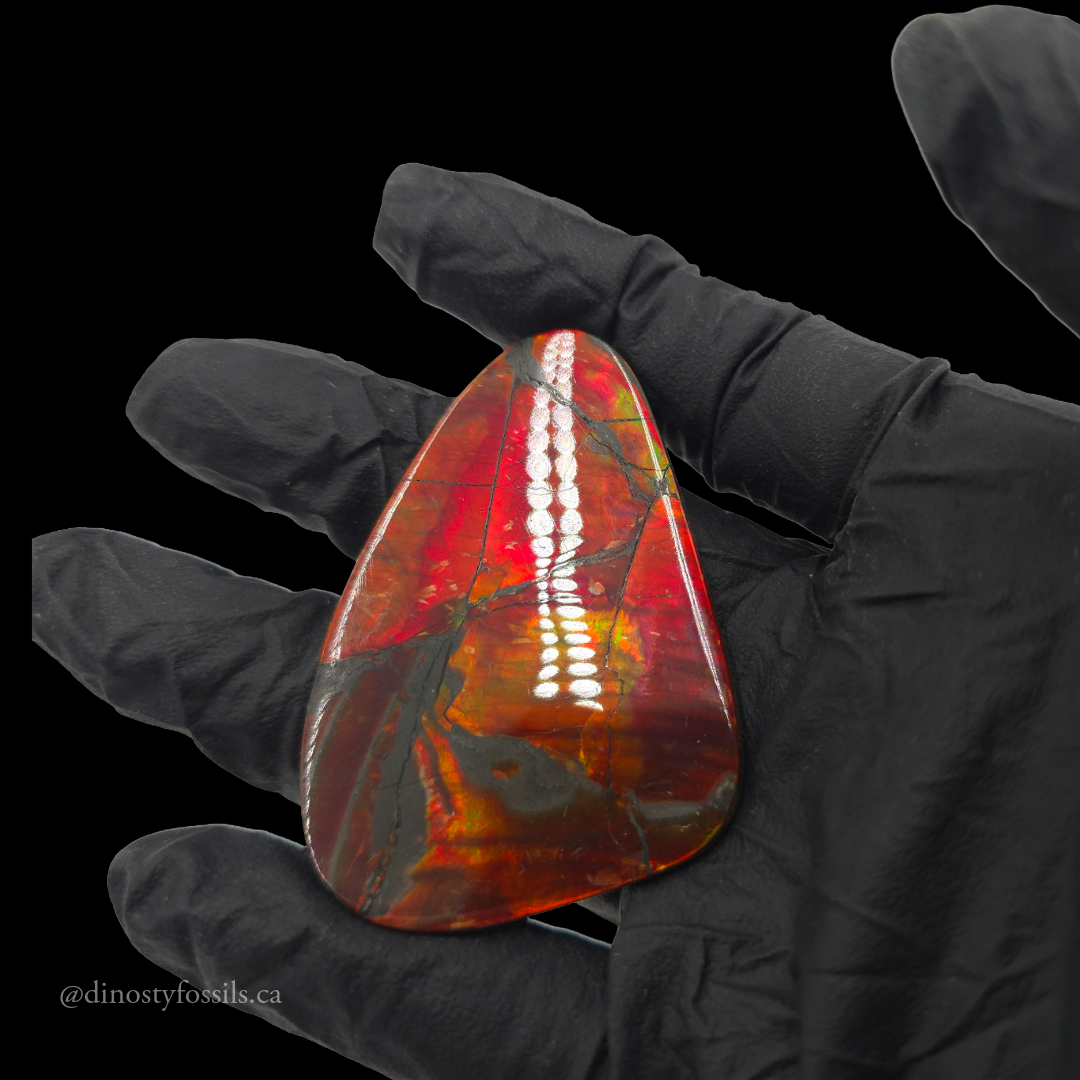 NATURAL AMMOLITE FREEFORM